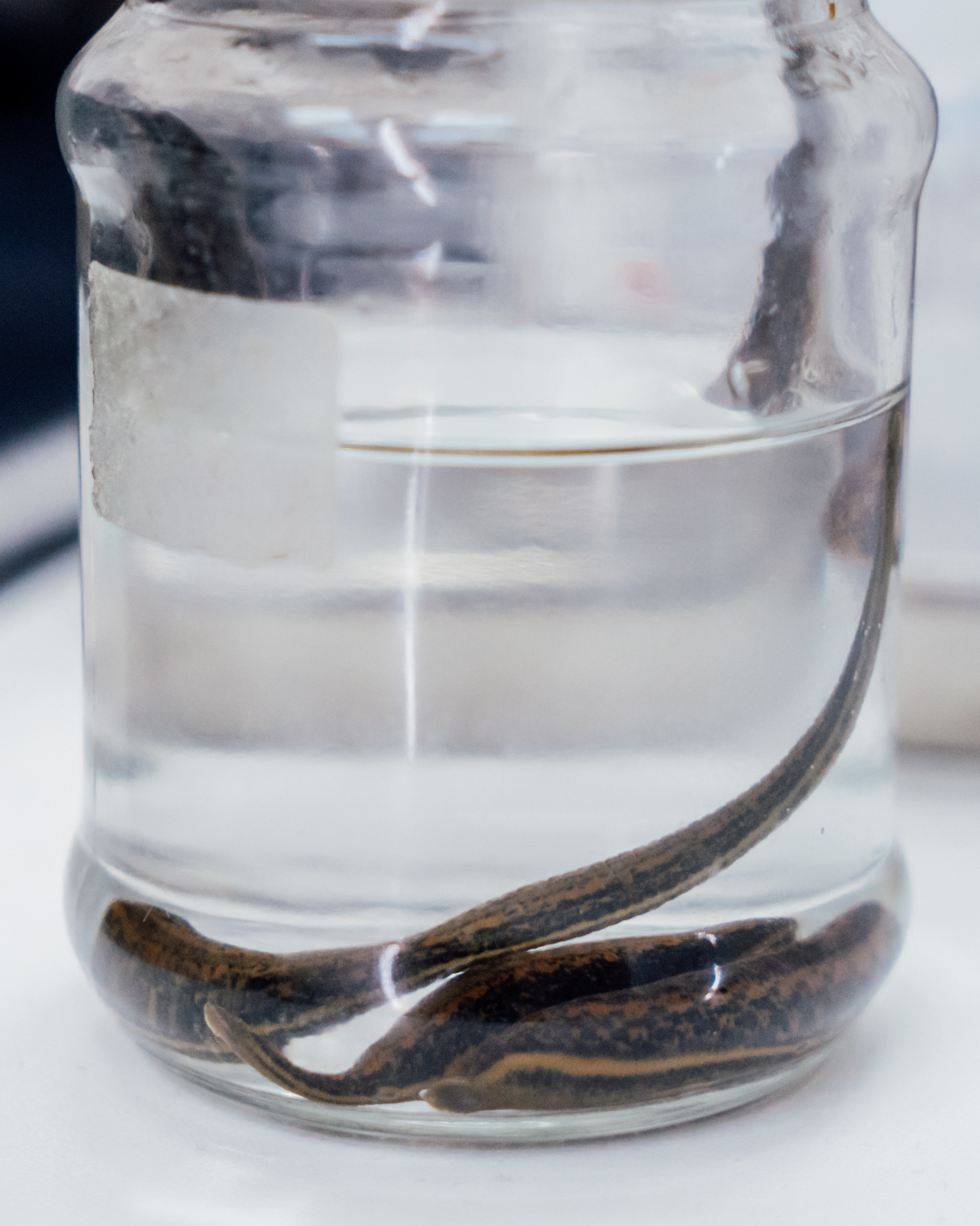 ГИРУДОТЕРАПИЯ. Https://esmassage.ru