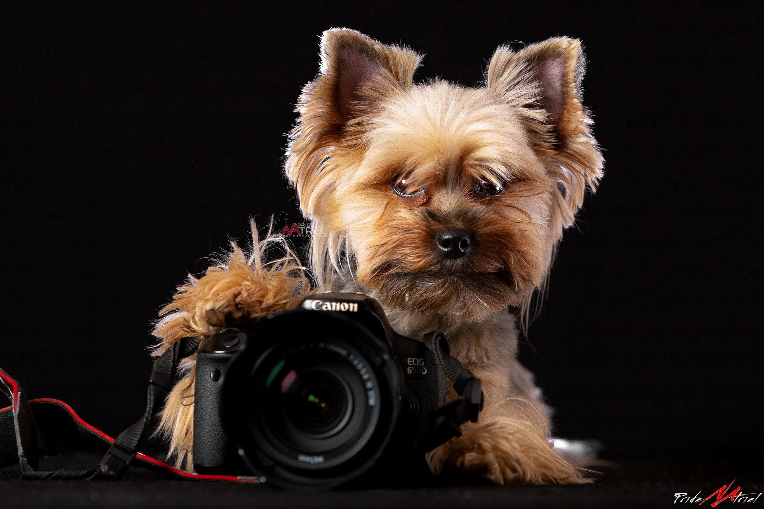 йорк с фотоаппаратом в студии