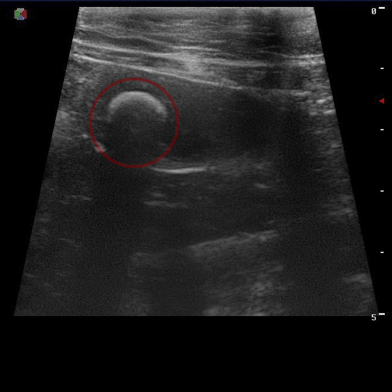 Цистотомия у животных. Ветеринарная клиника «Доктор Ай» | Королев