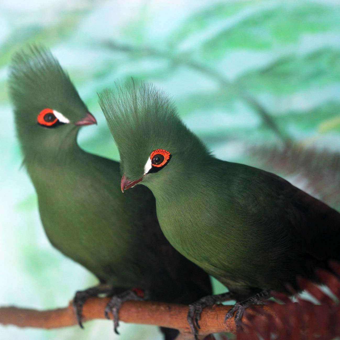 Мир попугаев — тропические птицы в зоопарке «Лесная Братва» Екатеринбург. Зоопарк уникальных животных Лесная братва