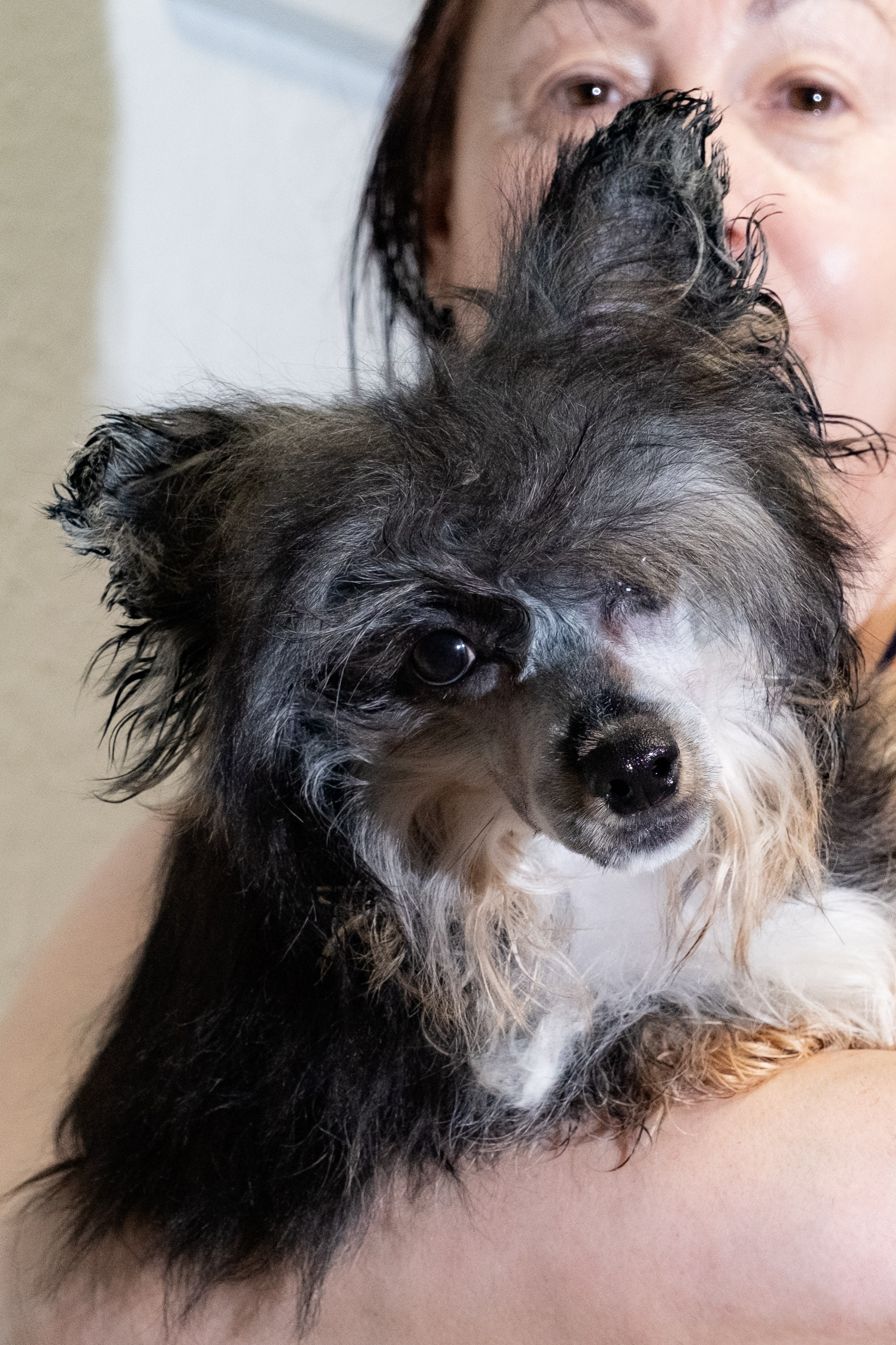 Grace goes shopping for clothes. Chinese Crested Dog Kennel Poale Ell