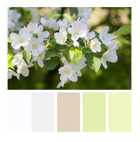 Выбор одежды для фотосессии в цветущих садах