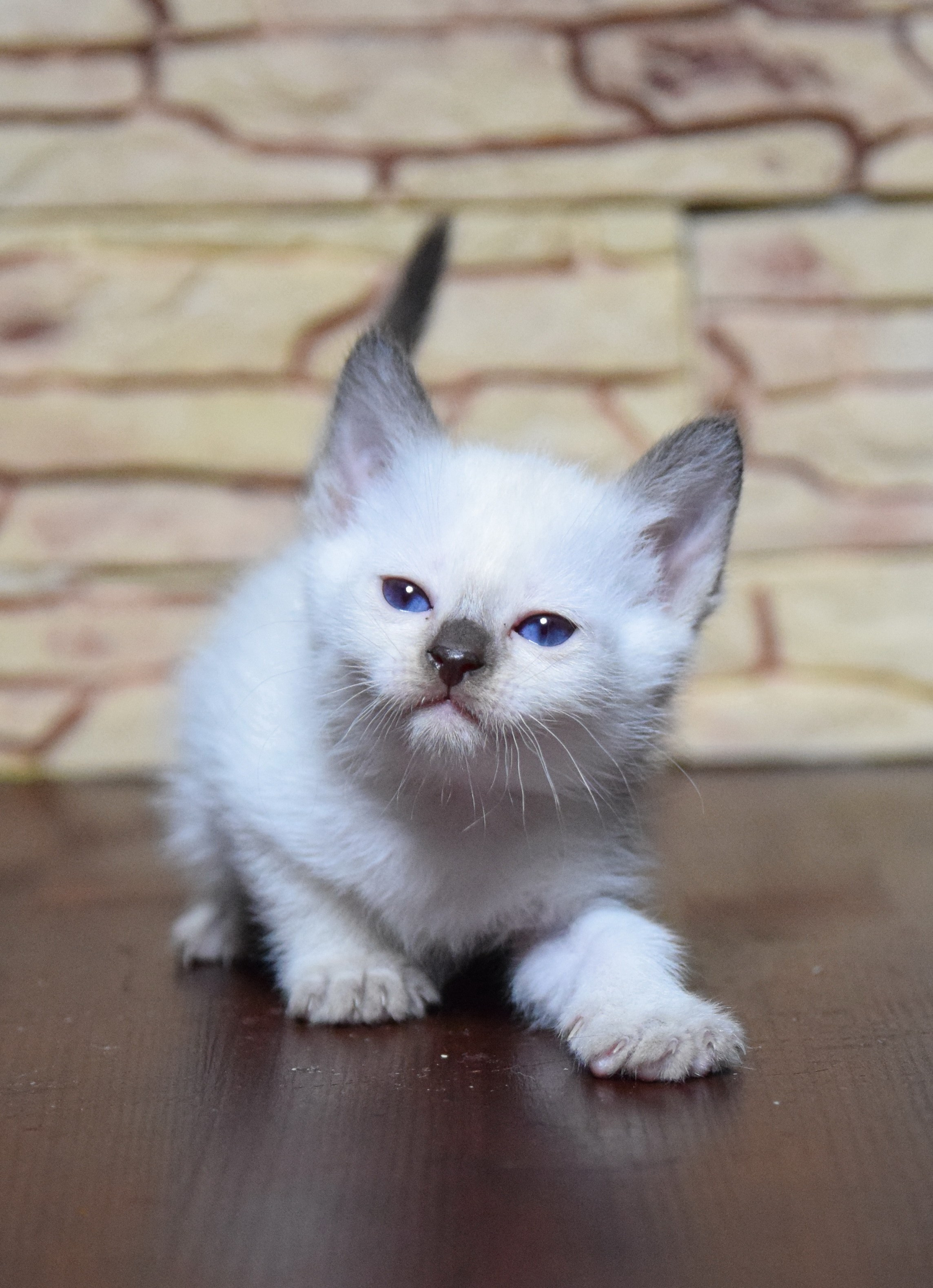 Котята. Питомник тайских кошек в Санкт-Петербурге Noyland