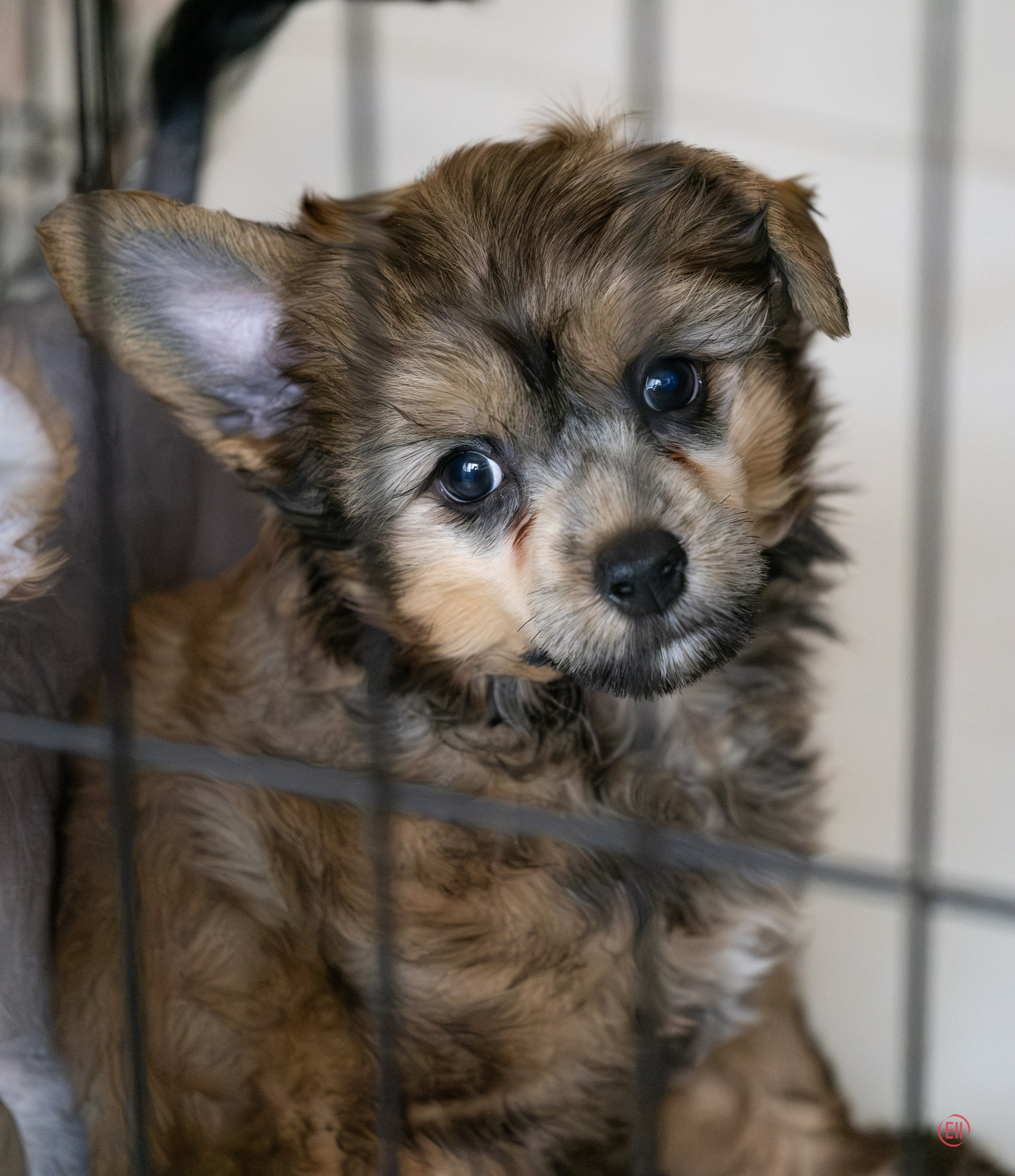 Why Dogs Are More Than Just “A Matter of Taste”: What Neuroscience Tells Us. Poale Ell Chinese Crested Dog Kennel: Buy a puppy from the kennel