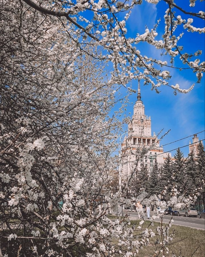 фотосессия в сакуре Москва? фотодень Москва, фотосессия, мини фотосессия в Москве, фотосессия для женщин Москва,фотопрогулка Москва, стильная фотосессия для женщины, Катерина Сысуева, Рина Сысуева, rina_sphoto