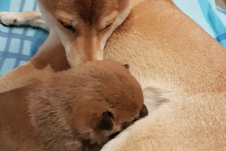 Питомник сиба Санкт-Петербург щенки сиба питомник Рубилайт Rubylight купить щенка