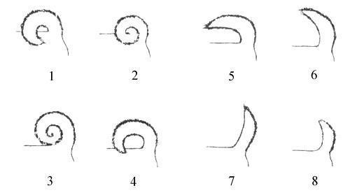 О ПОРОДЕ СИБА-ИНУ. SHIOMARU Питомник сиба и акита-ину