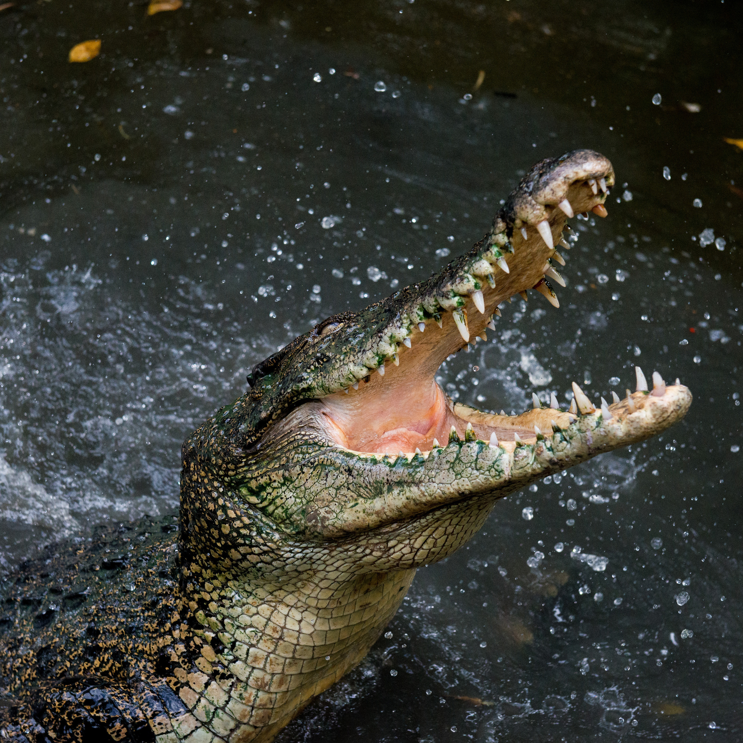 Юлия Розанова, коммерческий фоторепортаж в Москве