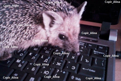 Услуги фрилансеров всего от 500 рублей для партнеров Гринвей  - читать статью на сайте дистрибьютора