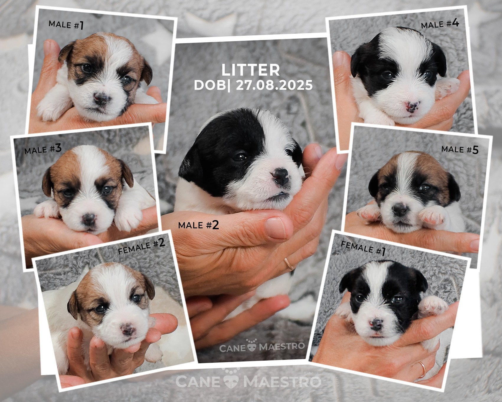 LITTER «A» 27/08/2025. CANE MAESTRO — kennel Jack Russell Terrier