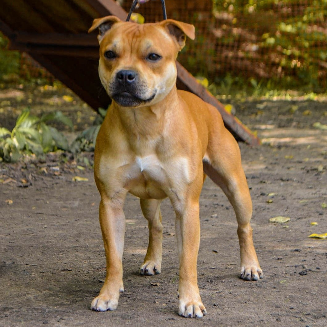 Шмель. BLGKV питомник собак