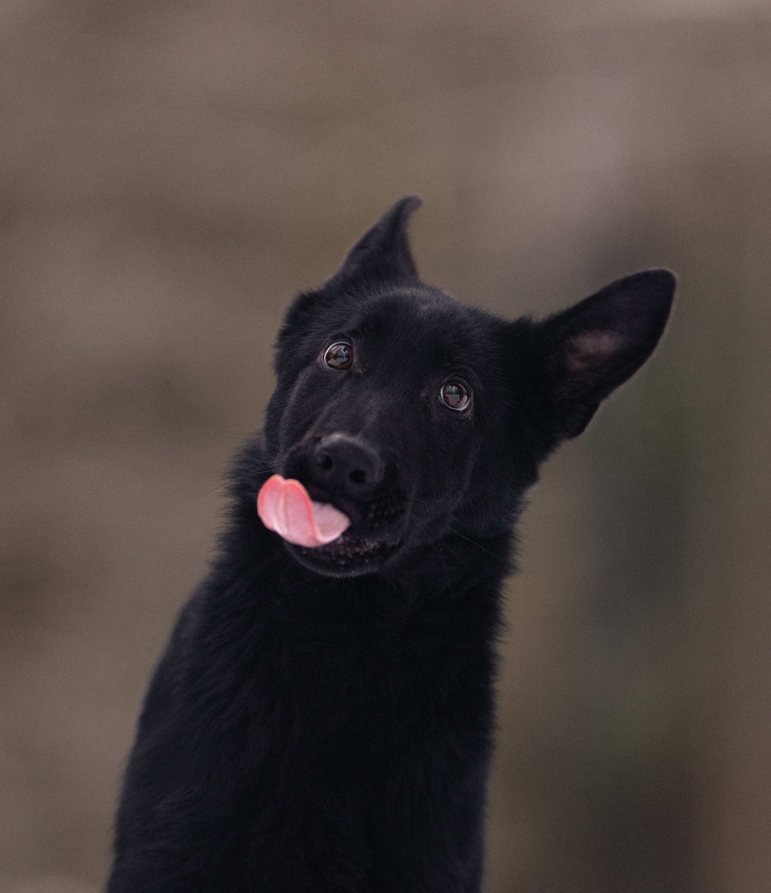Прайс. Фотограф и видеограф анималист Аганина Дарья