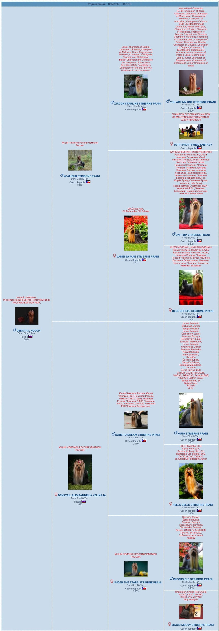 Дэнстайл Хуч. Питомник Йоркширских терьеров Дэнстайл в Санкт-Петербурге заводчик Тих