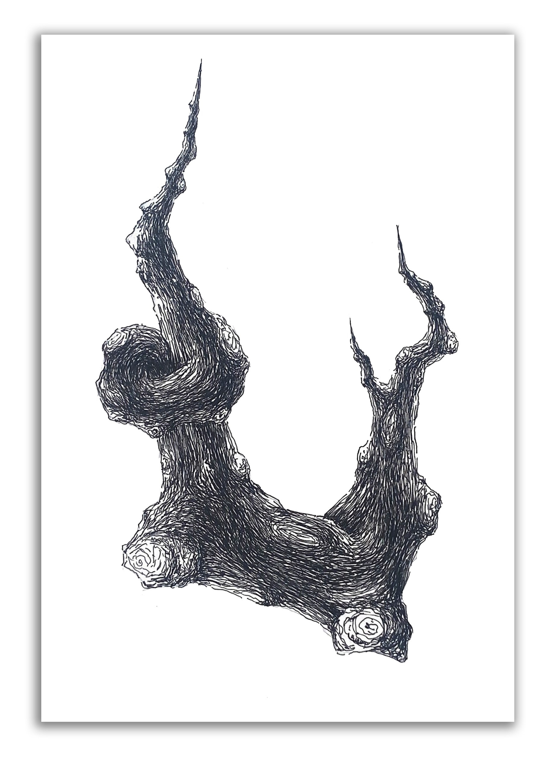 Аллигаторы. Elena Anosova is an award-winning visual artist