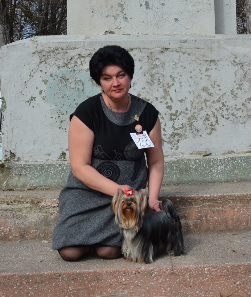 2016 г Результаты выставок. Питомник Йоркширских терьеров Дэнстайл в Санкт-Петербурге заводчик Тих