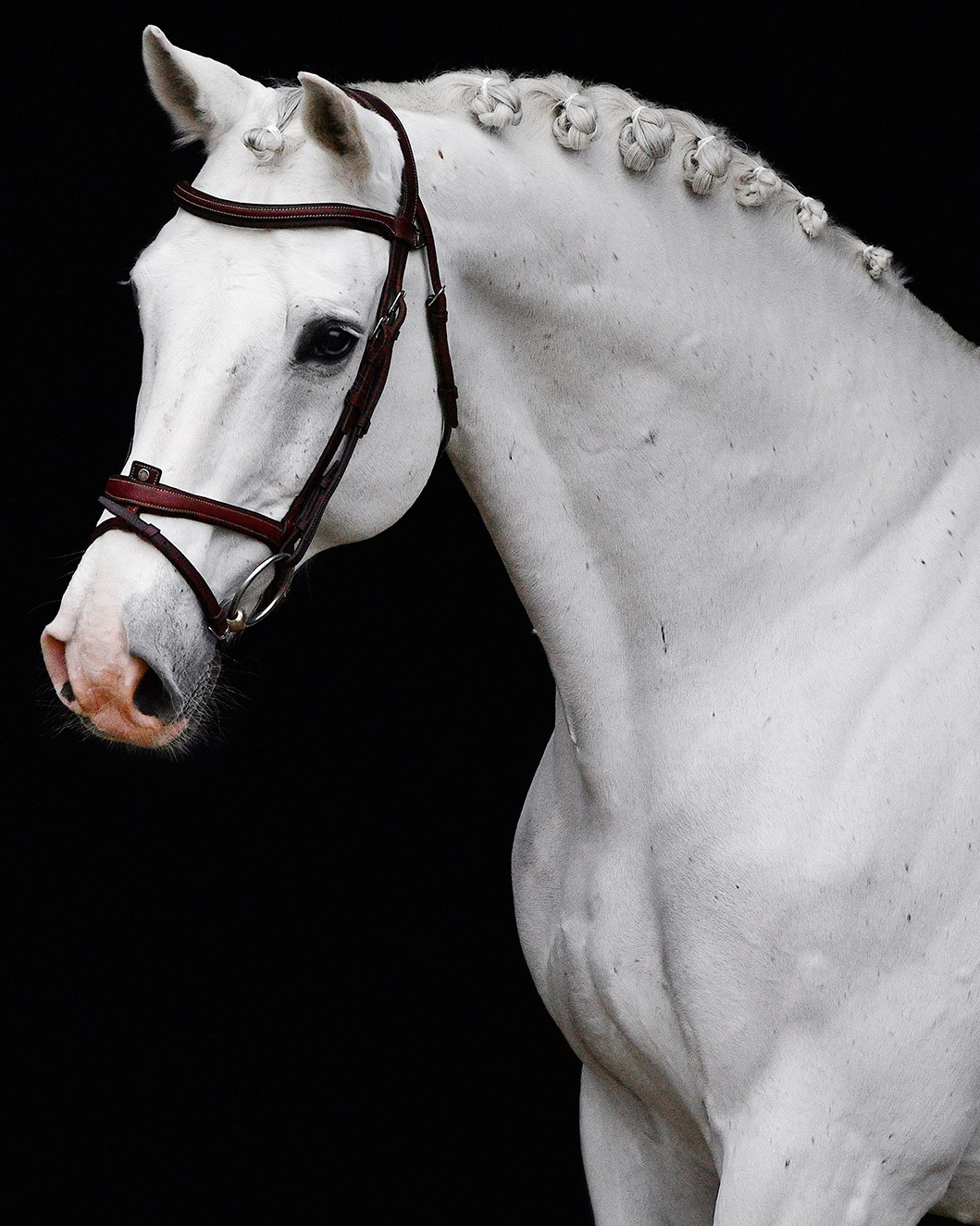 Частные съемки. Конный фотограф Alesya Safe