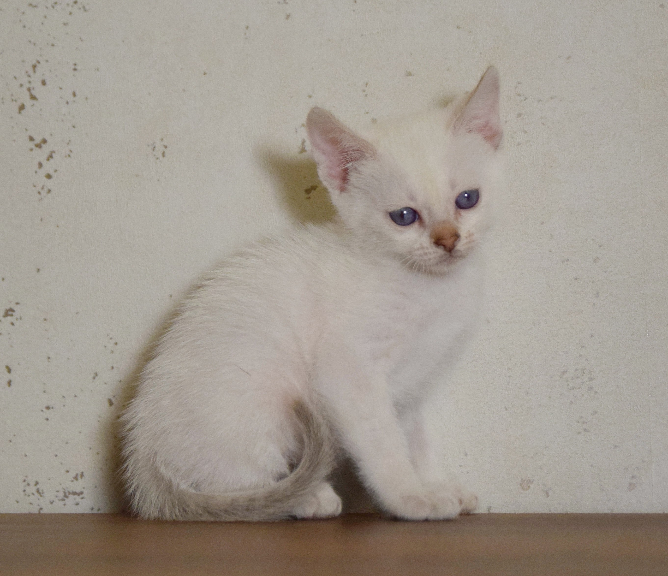 Котята. Питомник тайских кошек в Санкт-Петербурге Noyland