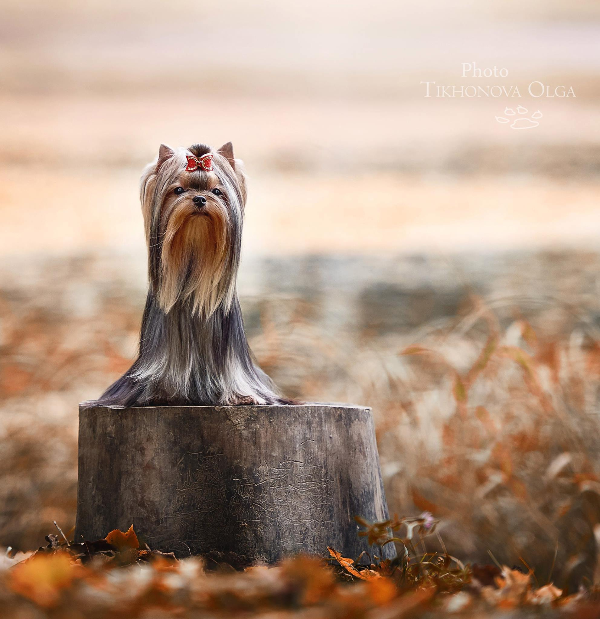 МАЙ СИЛЬВЕР ФРЕНД АЙС ЭНД ФАЙР. Питомник Йоркширских терьеров Дэнстайл в Санкт-Петербурге заводчик Тих