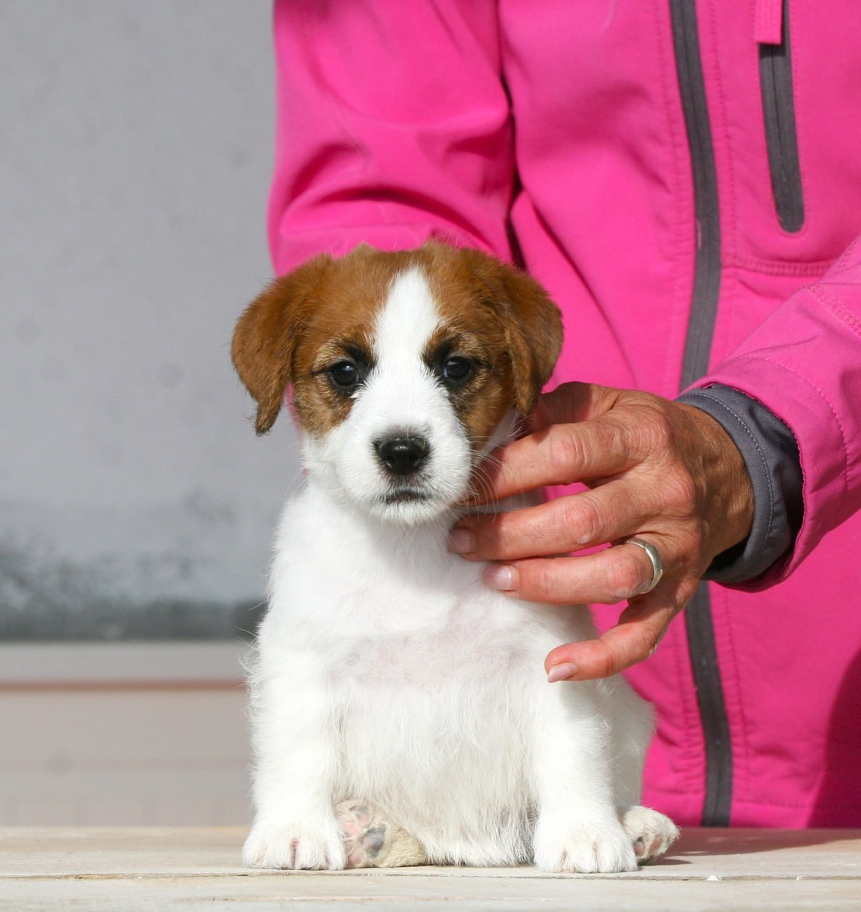 LITTER «А» 25.09.2025. Lovely-Orange питомник джек рассел терьеров