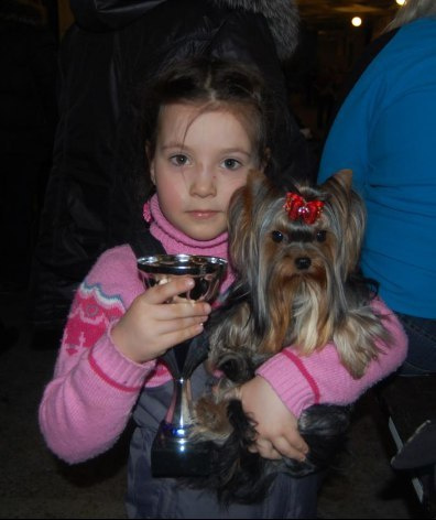 2019 г Результаты выставок. Питомник Йоркширских терьеров Дэнстайл в Санкт-Петербурге заводчик Тих