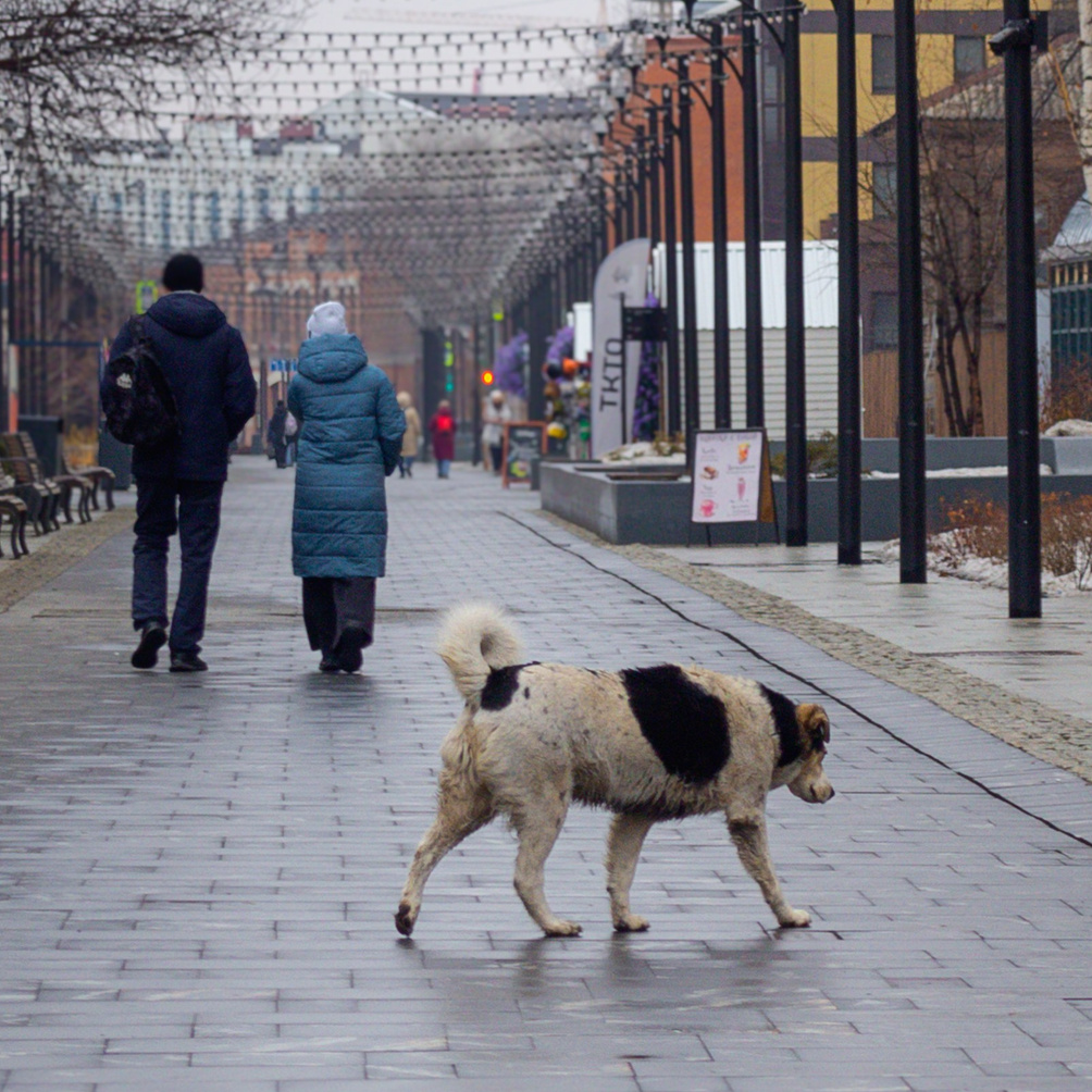 О затянувшейся реконструкции пешеходного перехода возле «Стрелы»