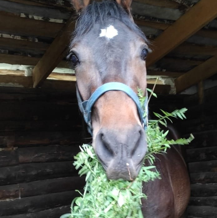 Жители «Анкор». Конные прогулки в клубе «Анкор» — Омск