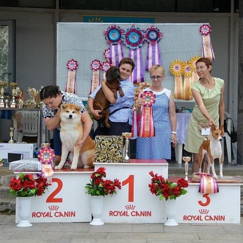 Выпускники питомника. SHIOMARU Питомник сиба и акита-ину