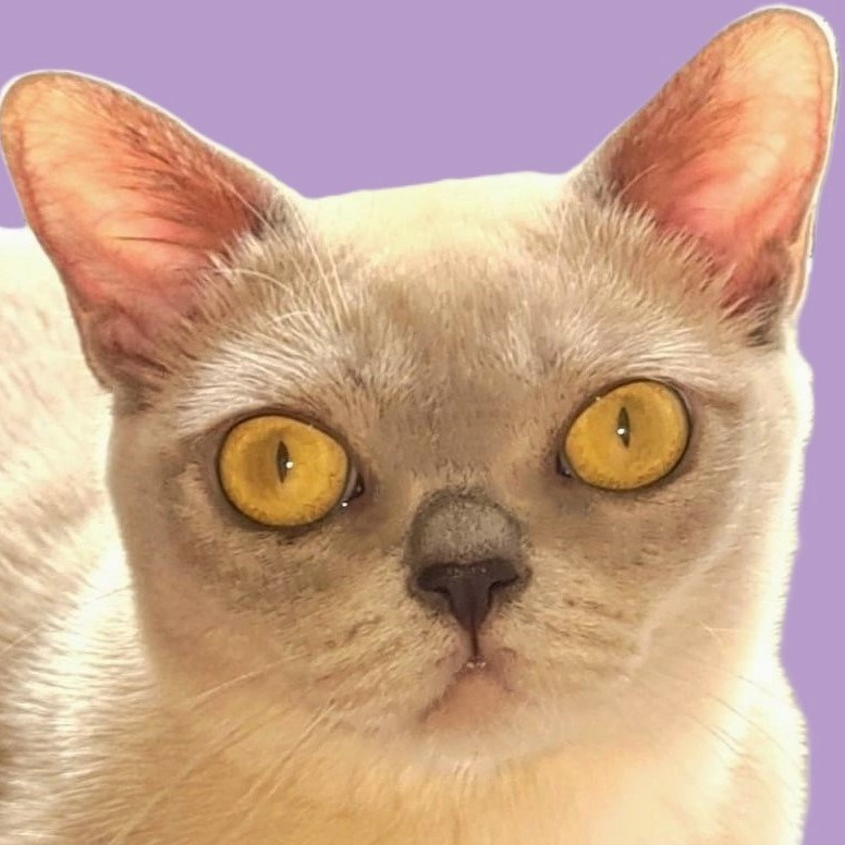 Котёнок американской бурмы. Las Burmas — питомник американской бурмы традиционных линий