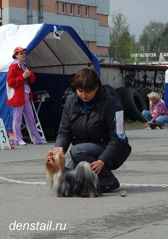 2013 г Результаты выставок. Питомник Йоркширских терьеров Дэнстайл в Санкт-Петербурге заводчик Тих