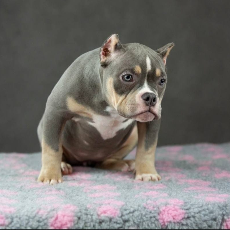 Питомник собак Иркутск