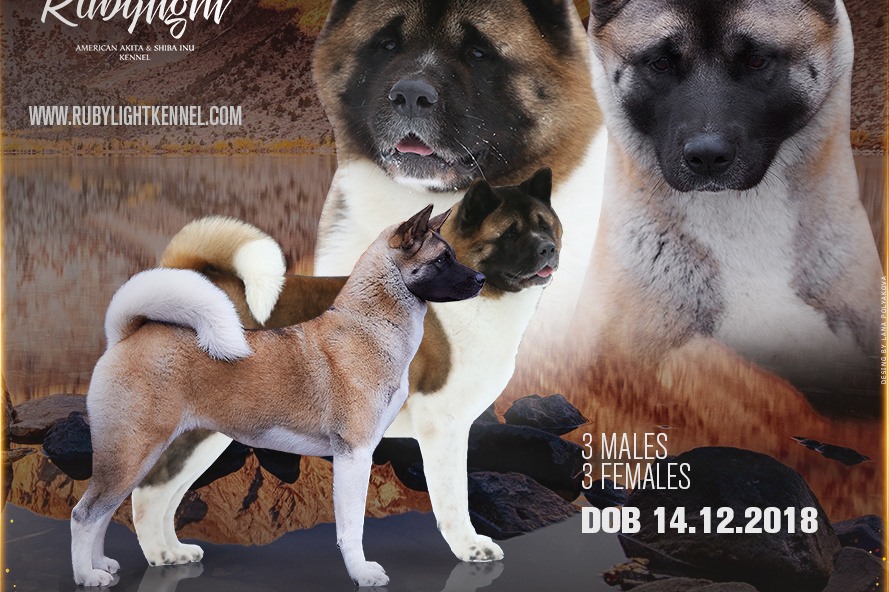 Щенки американская акита RUBYLIGHT питомник Санкт-Петербург