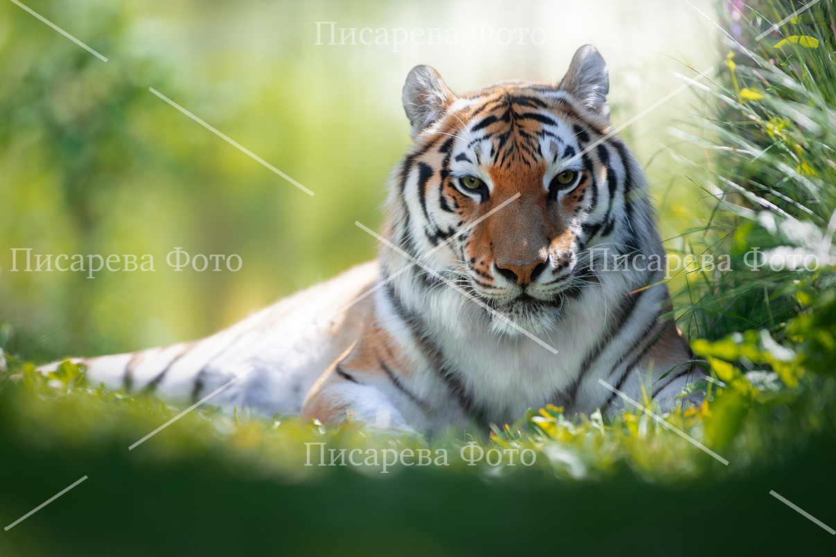 Летний портрет Тигра в траве