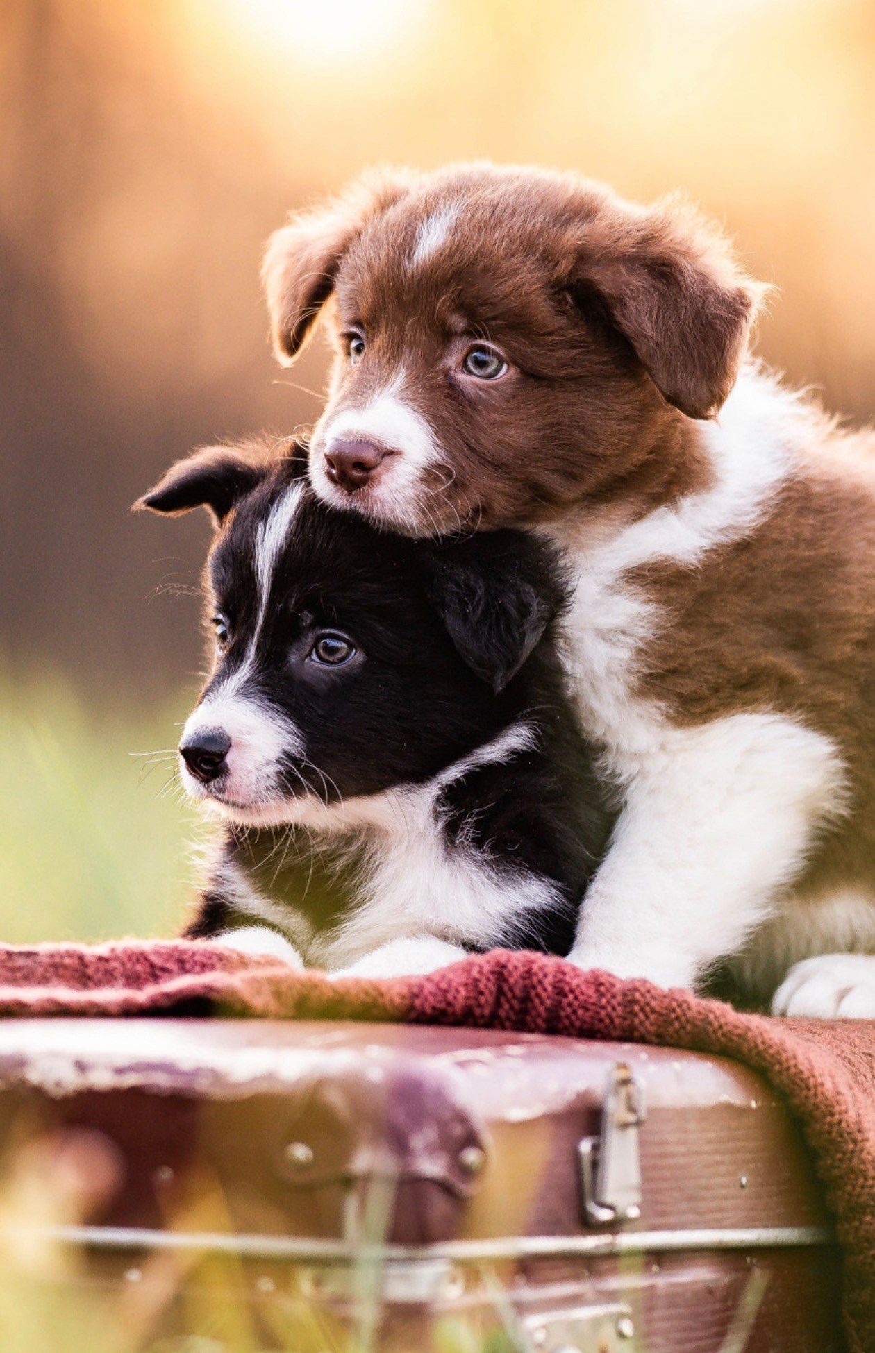 Фритсвит. Семейный фотограф Ефремова Виктория