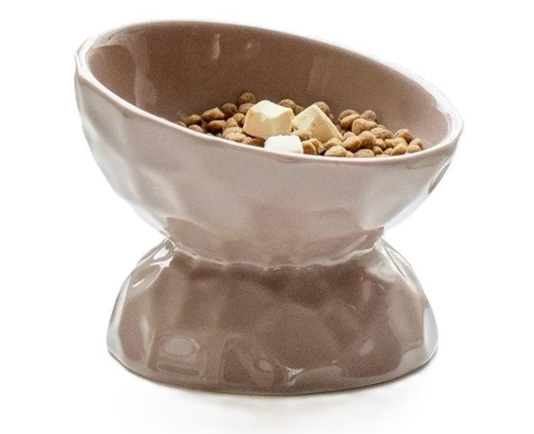 Котёнок американской бурмы. Las Burmas — питомник американской бурмы традиционных линий