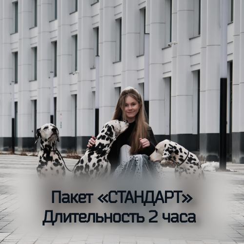 фотосессия с далматинами в москве и московской области