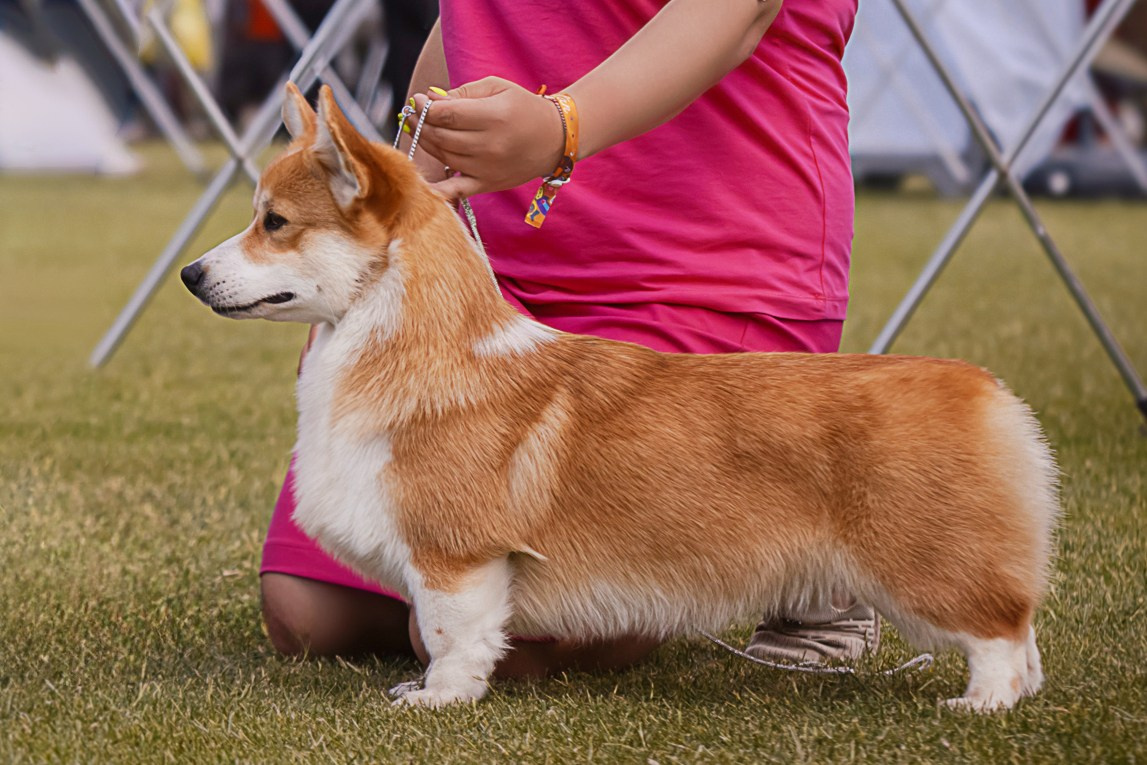 КОРГИ. Kawaii Kuma питомник собак пород Корги пемброк, Акита ину, Сиба