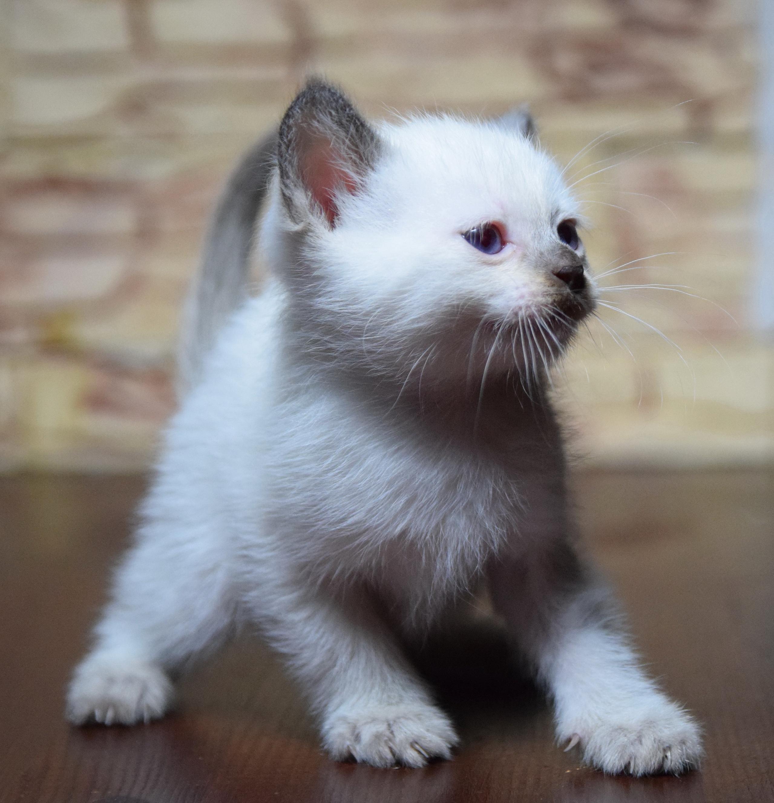 Котята. Питомник тайских кошек в Санкт-Петербурге Noyland