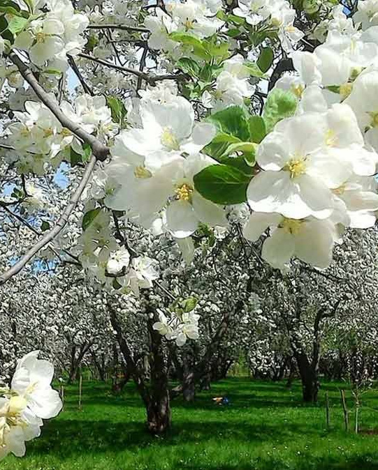 Прогулка в Коломенское. Индивидуальные авторские экскурсии, музеи и выставки в Москве