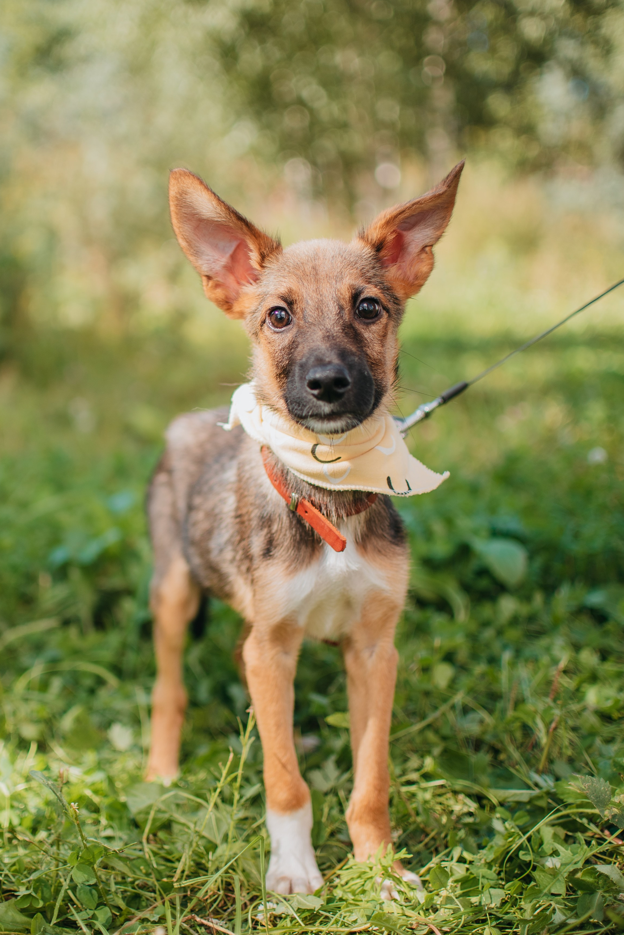 Животные на пристройство. Фотограф-анималист Валерия, Москва, Мытищи
