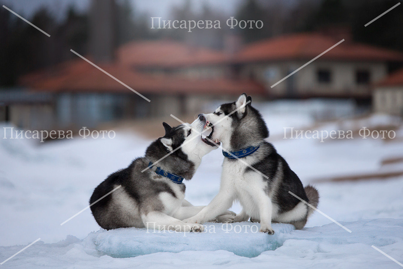 Две собаки породы сибирский Хаски в игре