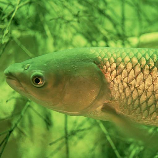 Прудовые рыбы. Москои — декоративные рыбы карпы кои на продажу Москва, Дмитров, Курск