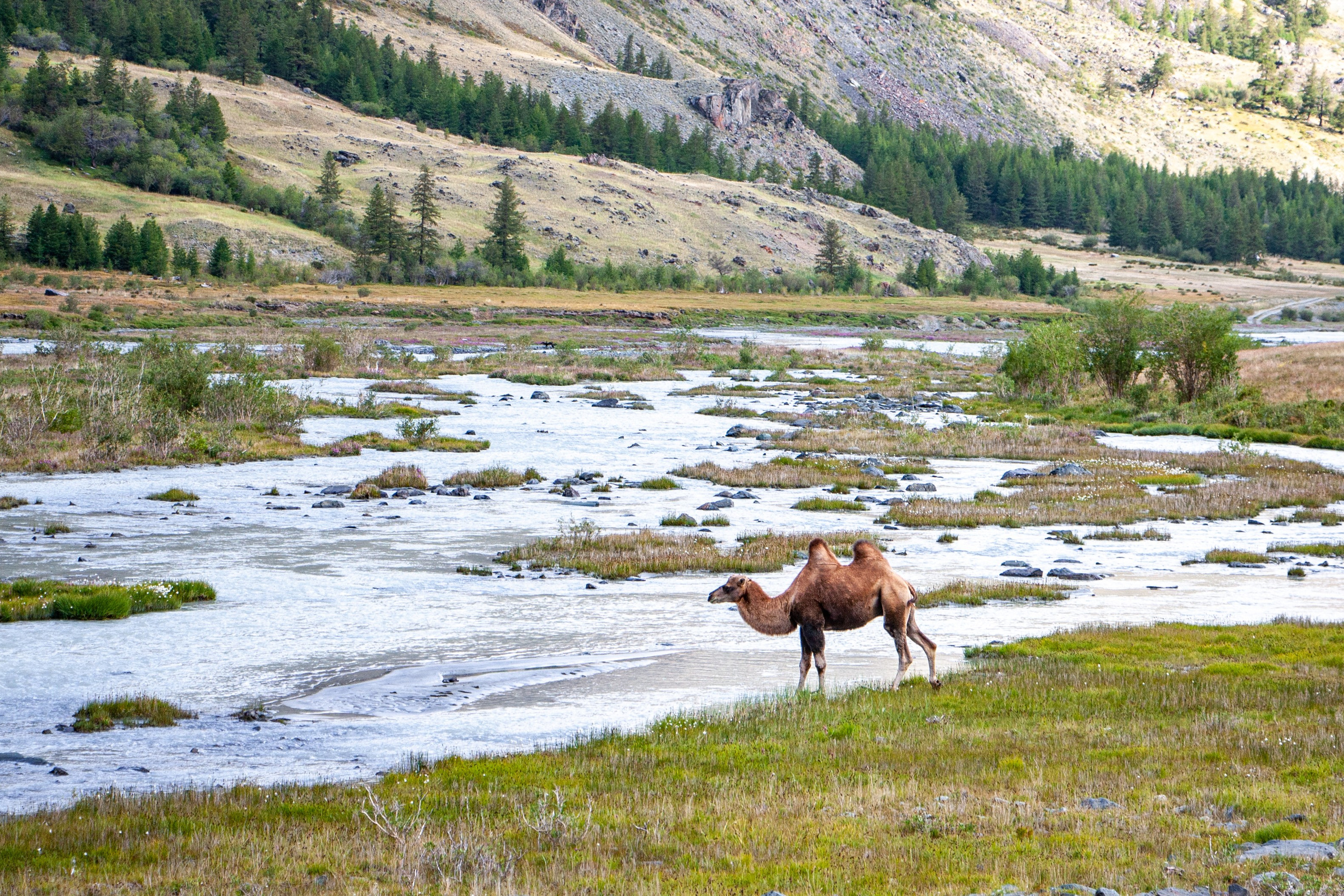 Плато Укок. Gennady Travel