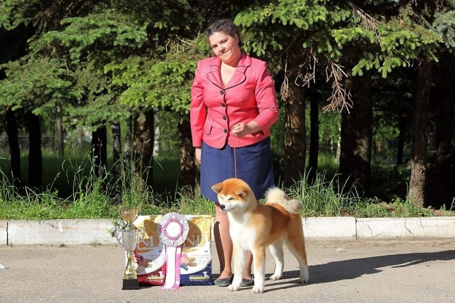 Выпускники питомника. SHIOMARU Питомник сиба и акита-ину
