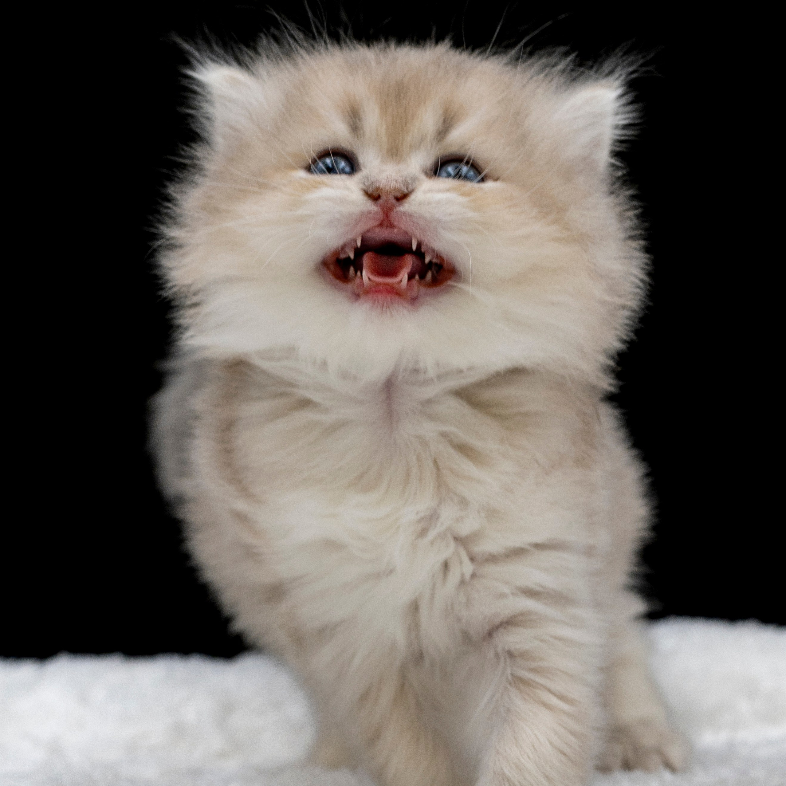 Услуги и стоимость. Фотограф анималист в Санкт-Петербурге Таша Крейв