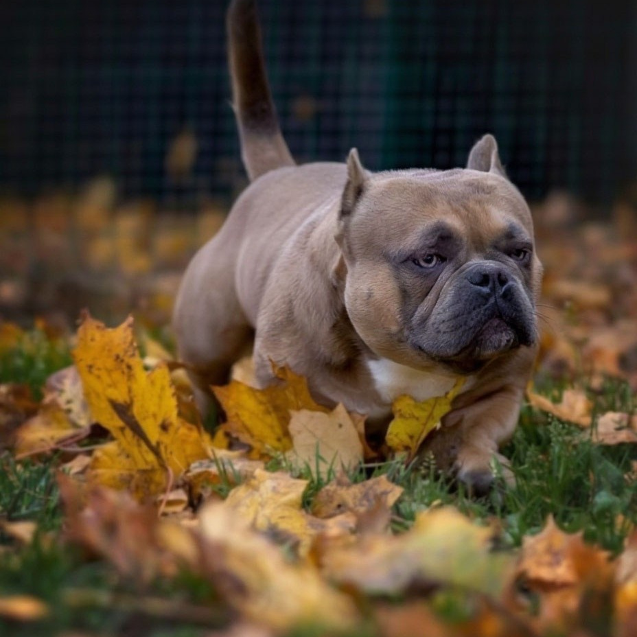 Племенной кобель BULLY LEAGUE JOY и сука BULLY LEAGUE BRIOCHE родители Тагиры Курск