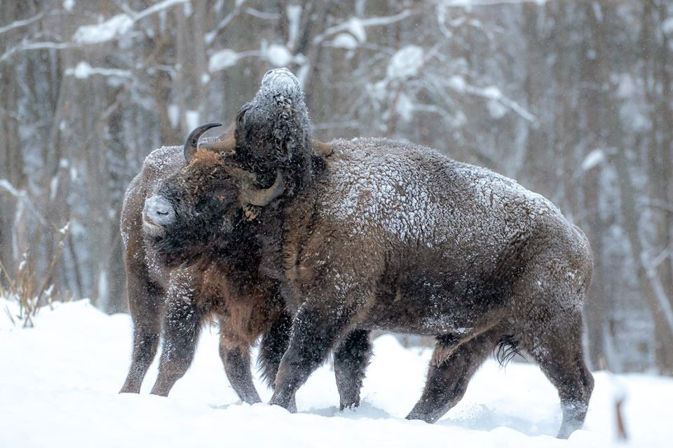 фототуры, фототур, экспедиция, животные, приключение, путешествие, поездка, туры выходного дня, туры по России, фототуры по России, дикая природа, зубры, Калужские засеки