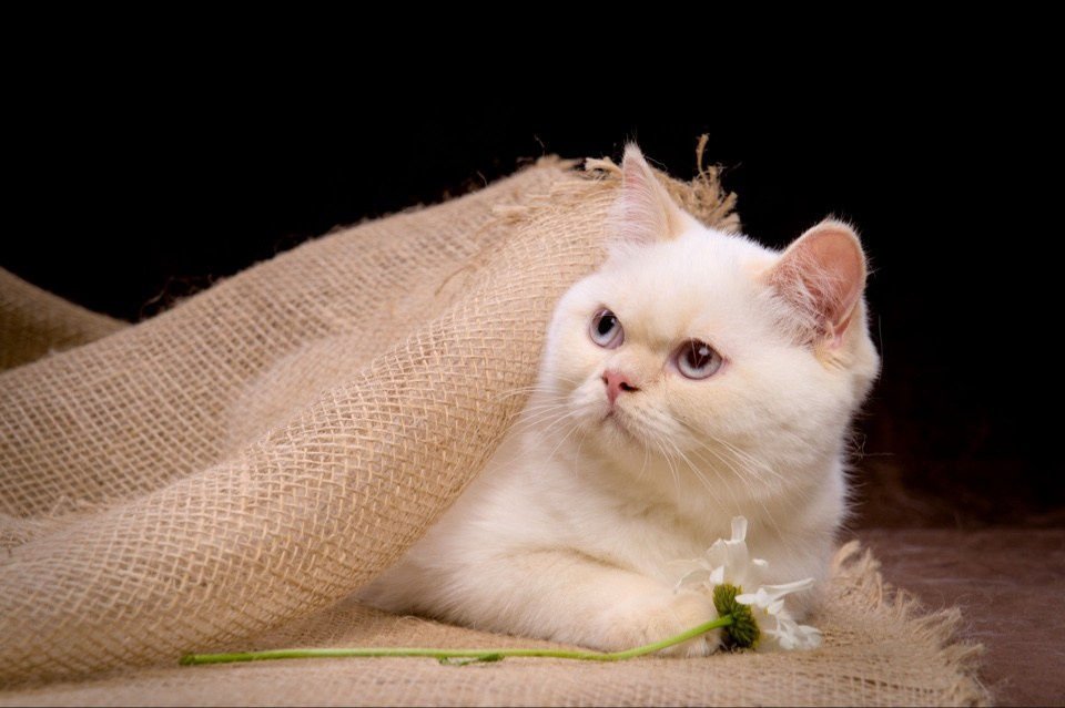 Свободные котята\Available kittens. Mauna Gastonia