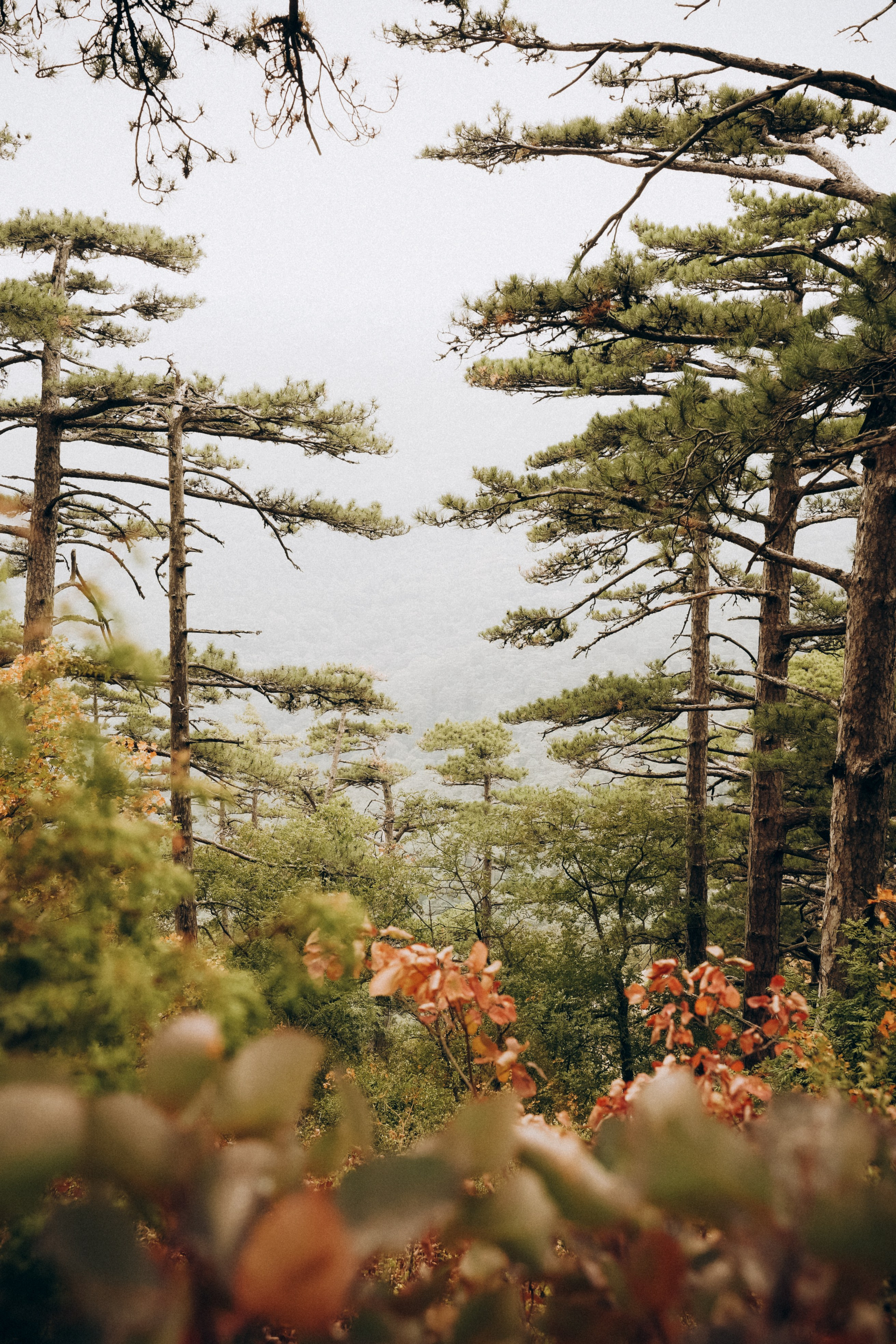 Боткинская тропа. Фотограф из Москвы — DASHA NOVA | Авторская фотография в разных жанрах
