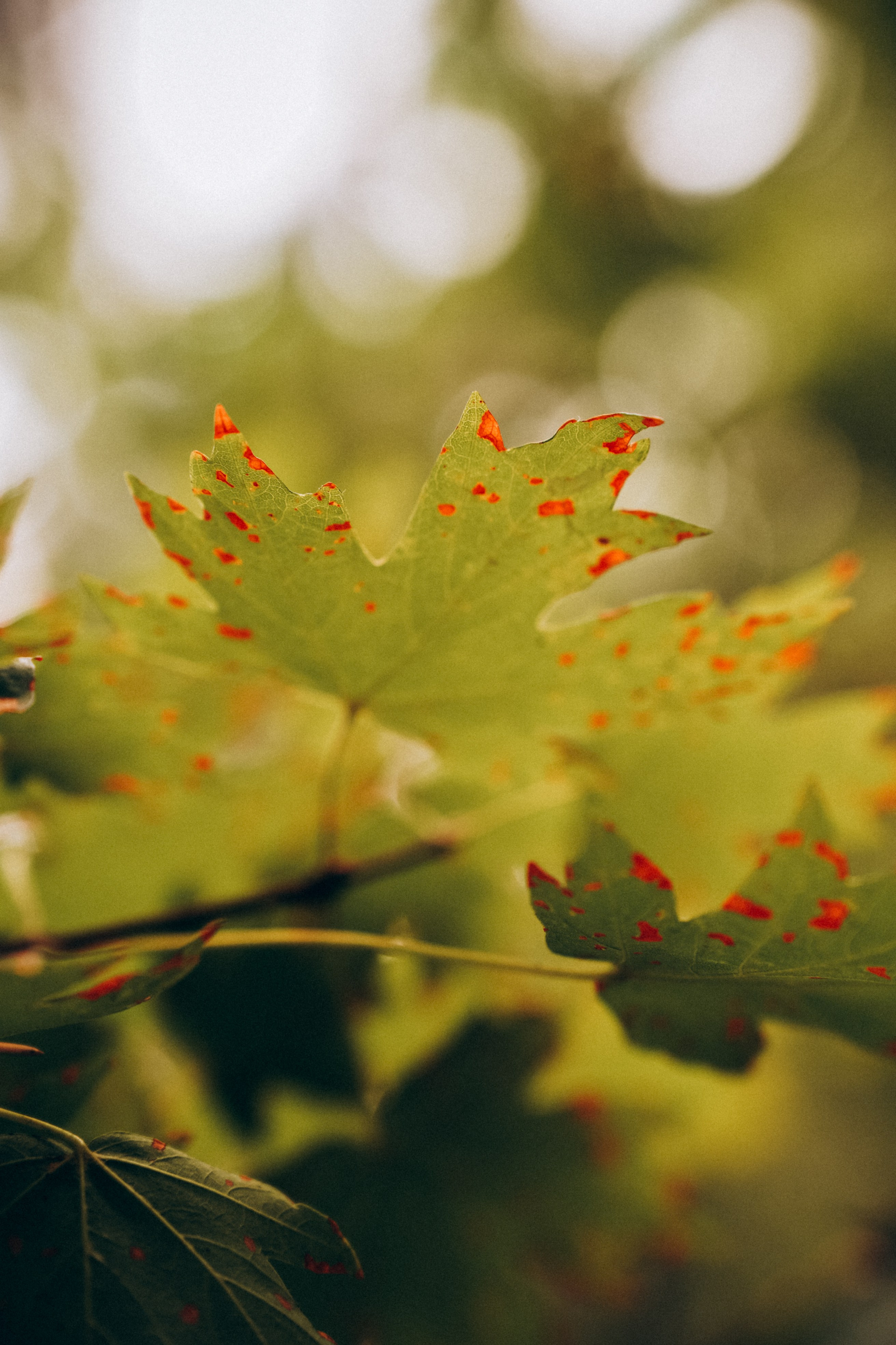 Боткинская тропа. Фотограф из Москвы — DASHA NOVA | Авторская фотография в разных жанрах