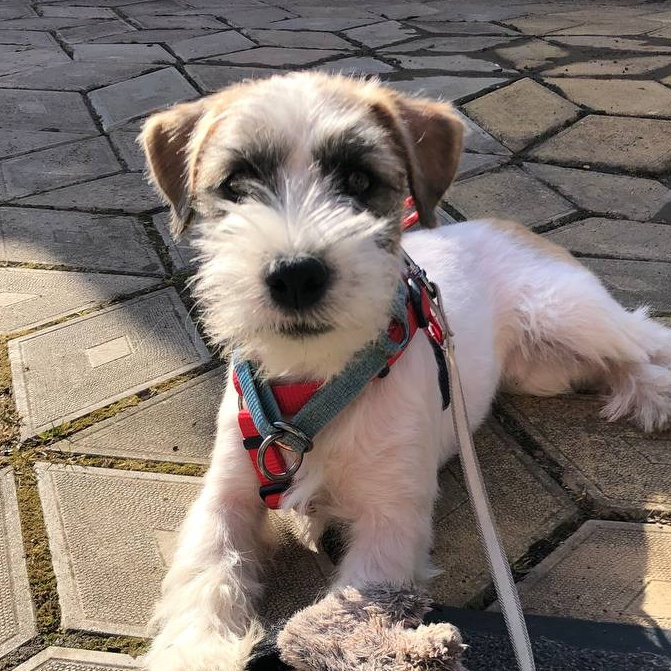 ЩЕНКИ КУПИТЬ. CANE MAESTRO — kennel Jack Russell Terrier